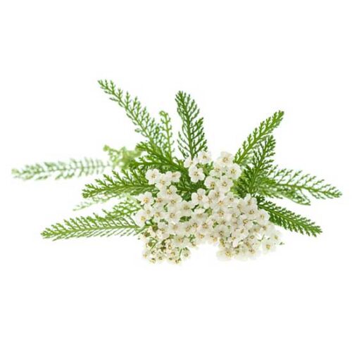 Yarrow - Achillea millefolium